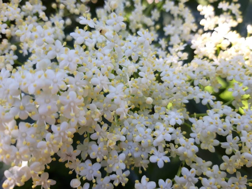 Foraging In June Elderflowers And Rose Cordial Wanderwomen